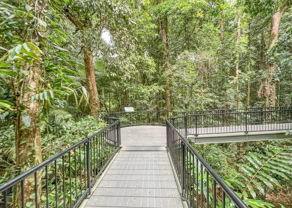 The best Daintree rainforest walks